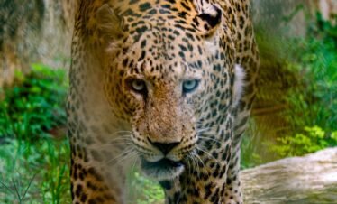 7 Days 6 Nights Amboseli Kilaguni Mombasa