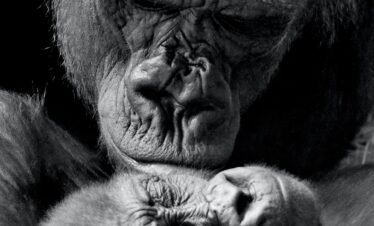 RWANDA – 2 NIGHTS / 3 DAYS GORILLA TREK￼
