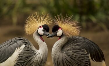 4 Days 3 Nights Murchison Falls Safari